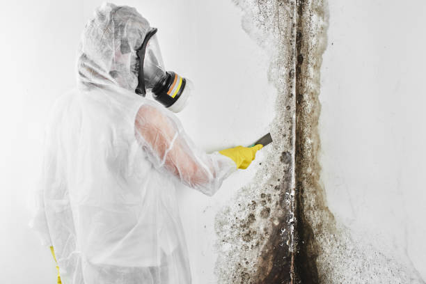 Mold Removal Process in Greendale, WI