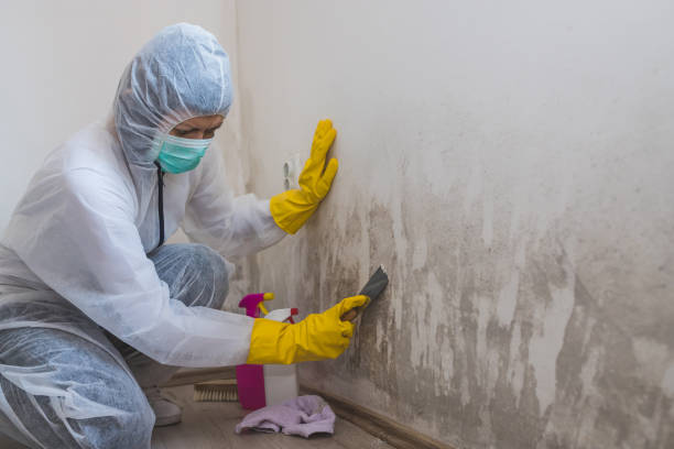 Best Mold Removal Process  in Greendale, WI