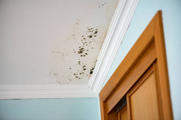 Mold Testing and Removal in Greendale, WI