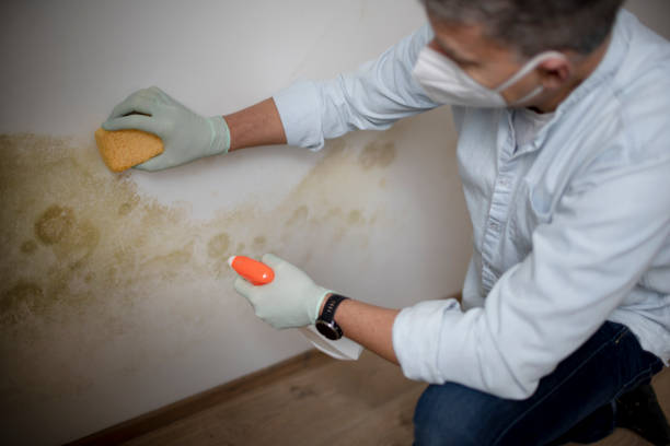 Best Local Mold Removal Service  in Greendale, WI