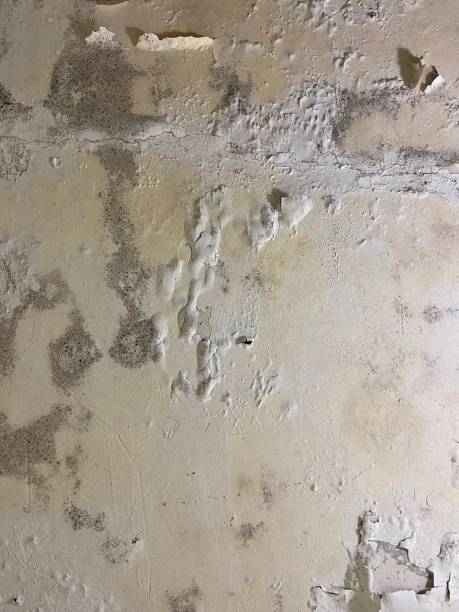 Best Mold Damage Repair  in Greendale, WI