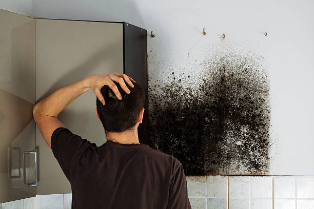 Best Office Mold Removal Services  in Greendale, WI