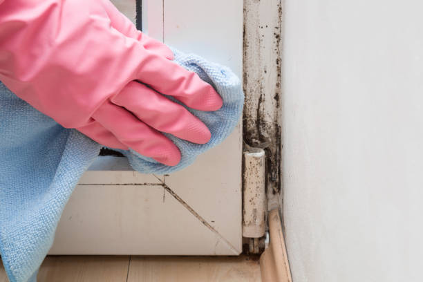 Mold Removal Process in Greendale, WI