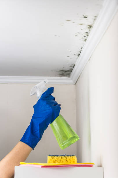 Best Mold Removal Process  in Greendale, WI